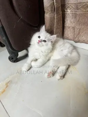 1-3 months Male Purebred Persian