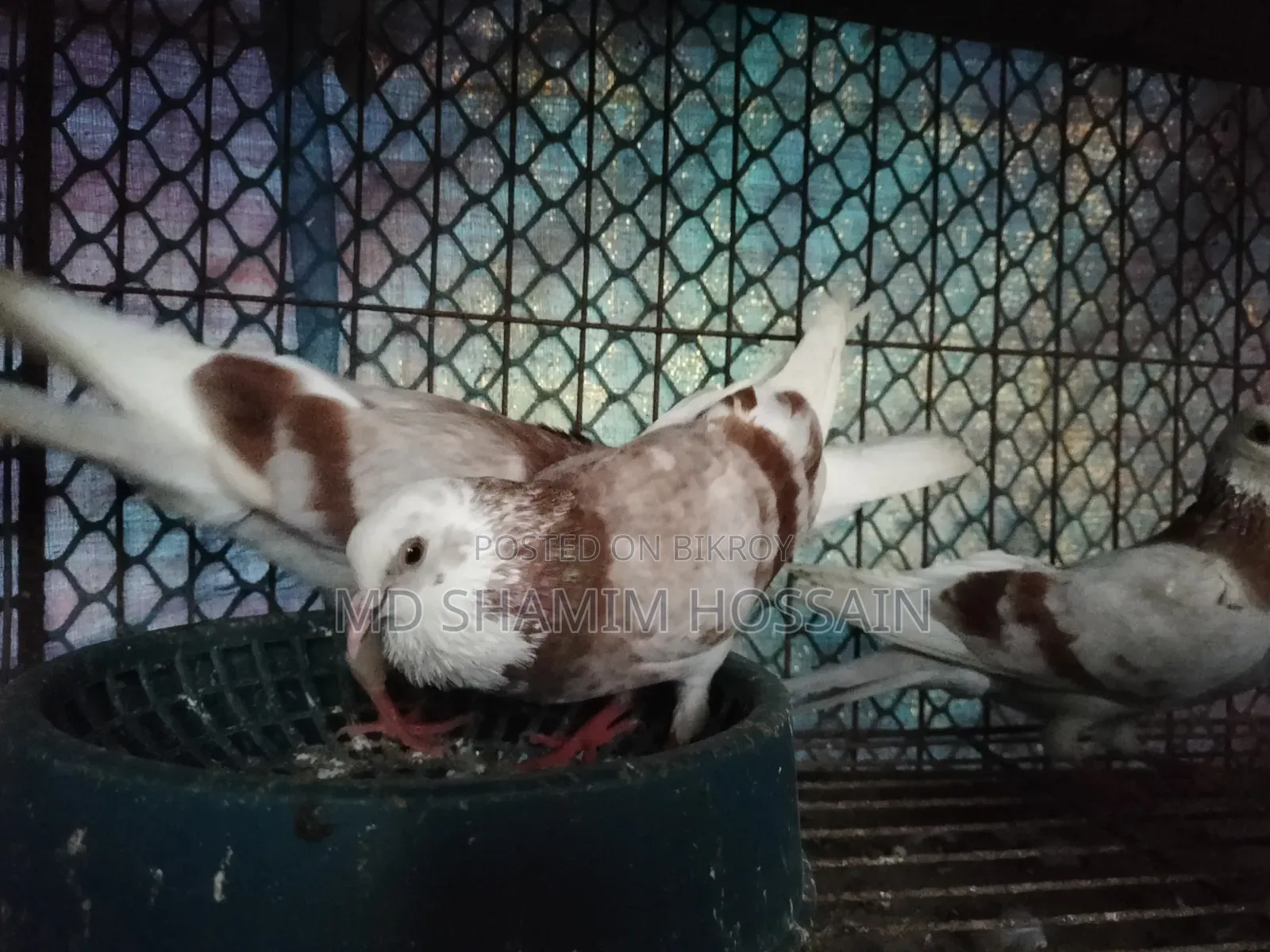 রাজগোল্লা গ্রিবাজ ও রেছারকবুতর