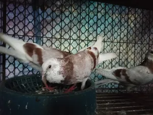 রাজগোল্লা গ্রিবাজ ও রেছারকবুতর