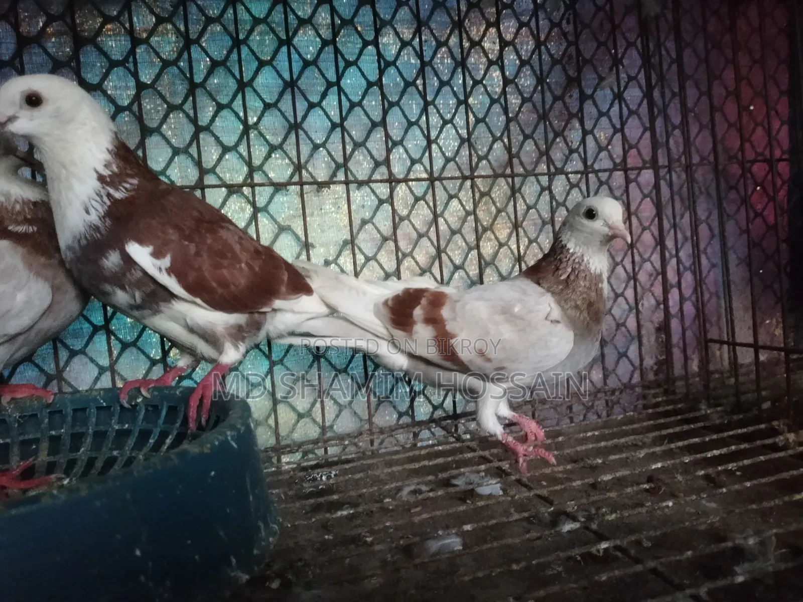 রাজগোল্লা গ্রিবাজ ও রেছারকবুতর