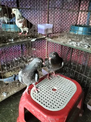রাজগোল্লা গ্রিবাজ ও রেছারকবুতর