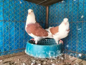 রাজগোল্লা গ্রিবাজ ও রেছারকবুতর