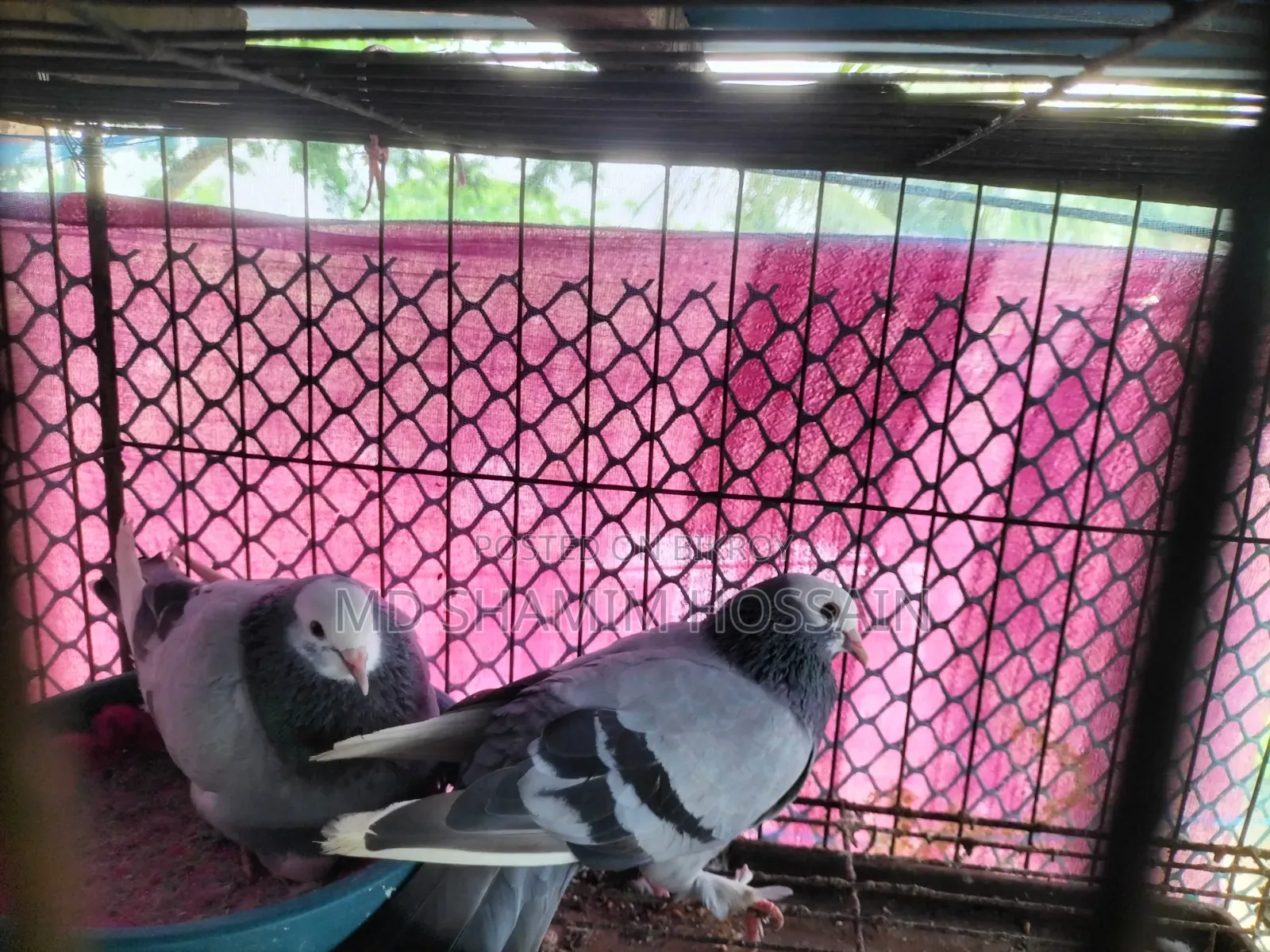 রাজগোল্লা গ্রিবাজ ও রেছারকবুতর