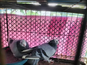 রাজগোল্লা গ্রিবাজ ও রেছারকবুতর