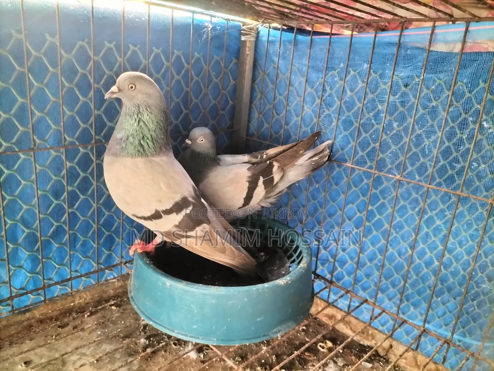 রাজগোল্লা গ্রিবাজ ও রেছারকবুতর
