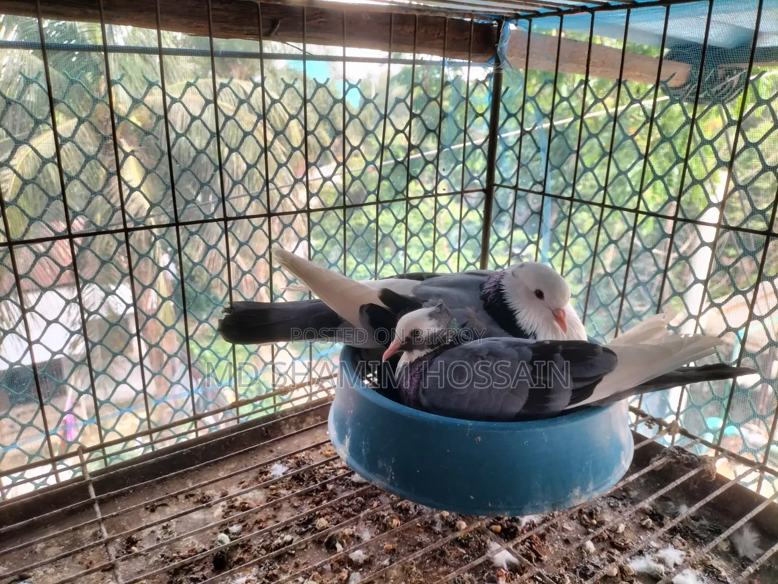রাজগোল্লা গ্রিবাজ ও রেছারকবুতর