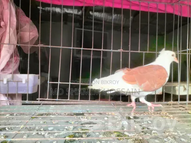 রাজগোল্লা গ্রিবাজ ও রেছারকবুতর