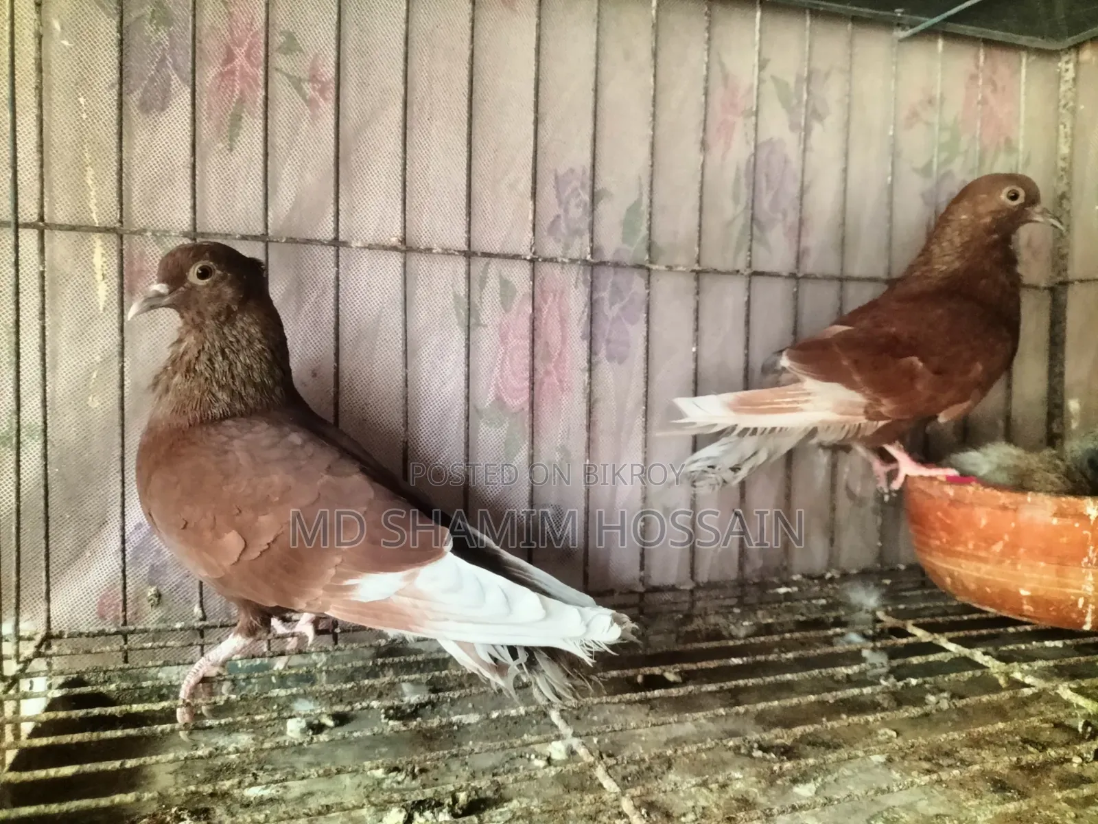 রাজগোল্লা গ্রিবাজ ও রেছারকবুতর