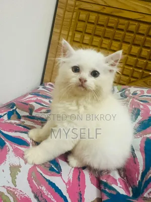 ১-৩ মাসের নর পিওরব্রেড পার্সিয়ান