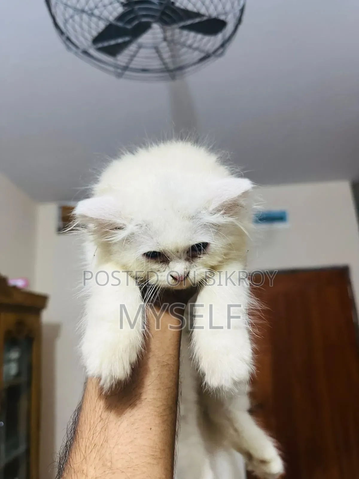 ১-৩ মাসের নর পিওরব্রেড পার্সিয়ান