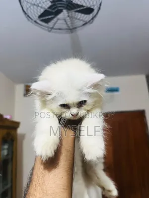 ১-৩ মাসের নর পিওরব্রেড পার্সিয়ান