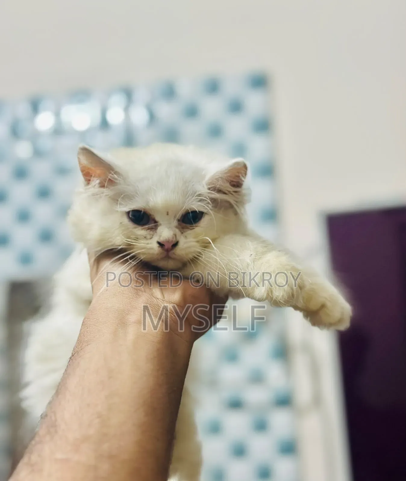 ১-৩ মাসের নর পিওরব্রেড পার্সিয়ান