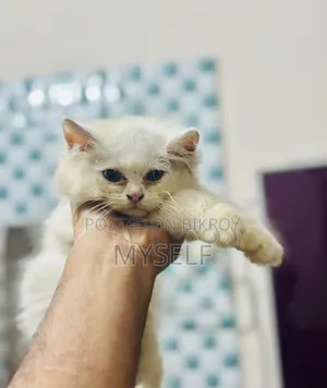 ১-৩ মাসের নর পিওরব্রেড পার্সিয়ান