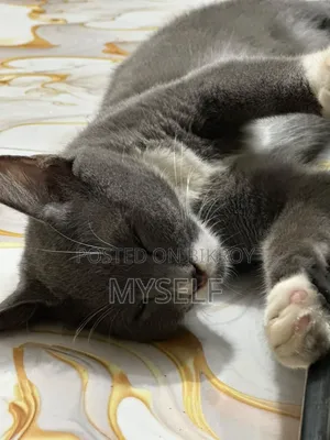 ৩-৬ মাসের মাদি মিক্সড ব্রিড বিড়াল