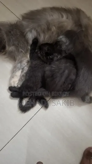 ১-৩ মাসের ফিমেল পিওরব্রেড পার্সিয়ান
