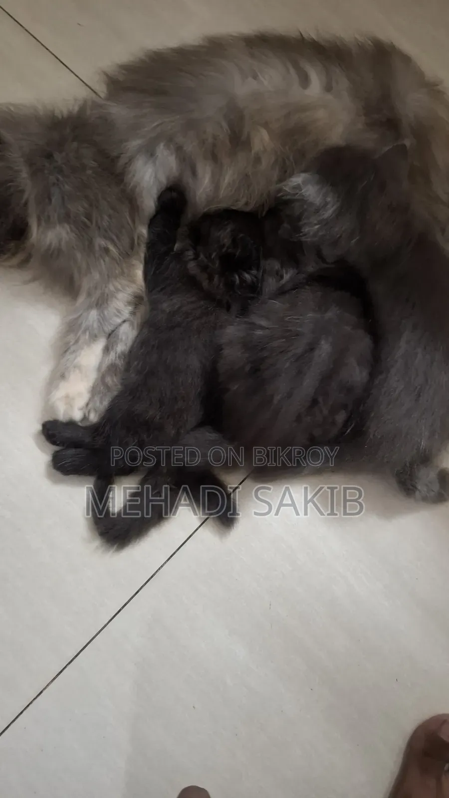১-৩ মাসের ফিমেল পিওরব্রেড পার্সিয়ান