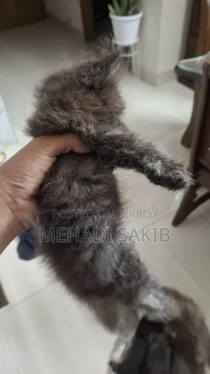 ১-৩ মাসের ফিমেল পিওরব্রেড পার্সিয়ান