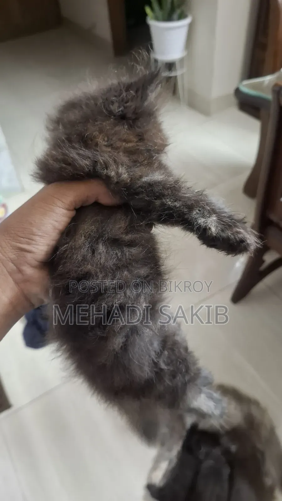 ১-৩ মাসের ফিমেল পিওরব্রেড পার্সিয়ান