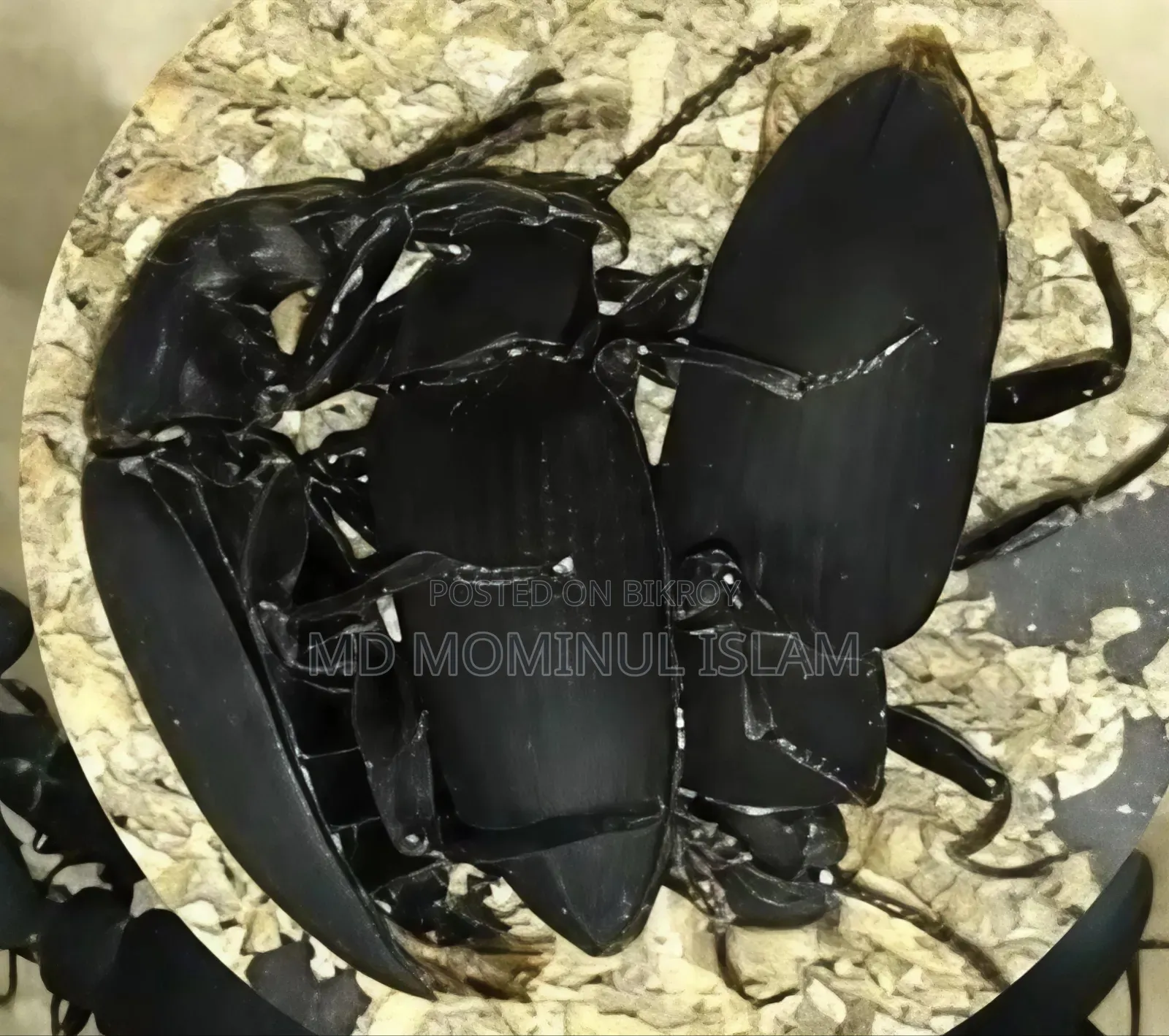 Mother Beetle and Mealworm - 100 pcs