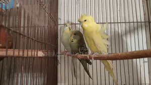 Budgie Bird