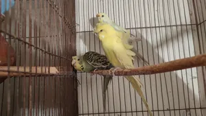 Budgie Bird