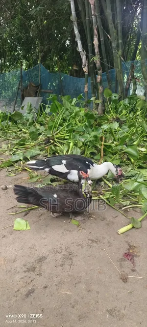 Chinese Duck Sale
