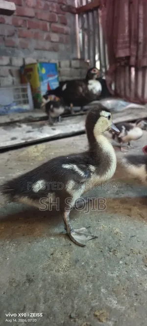 Chinese Duck Sale