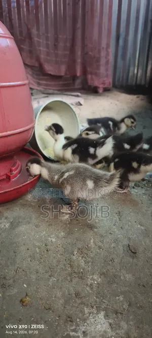 Chinese Duck Sale