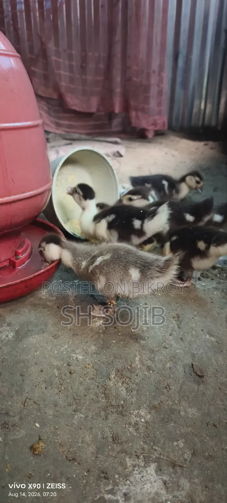 Chinese Duck Sale