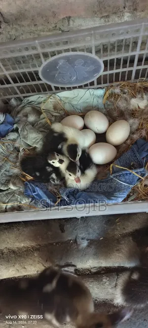 Chinese Duck Sale