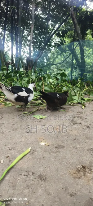Chinese Duck Sale