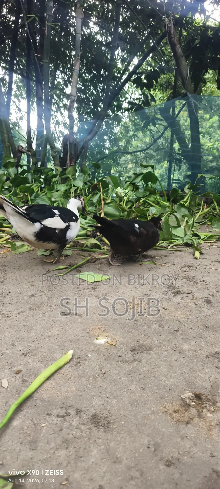 Chinese Duck Sale