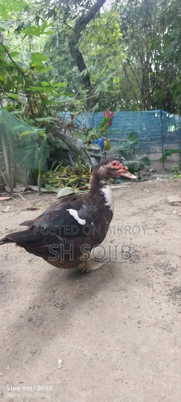Chinese Duck Sale