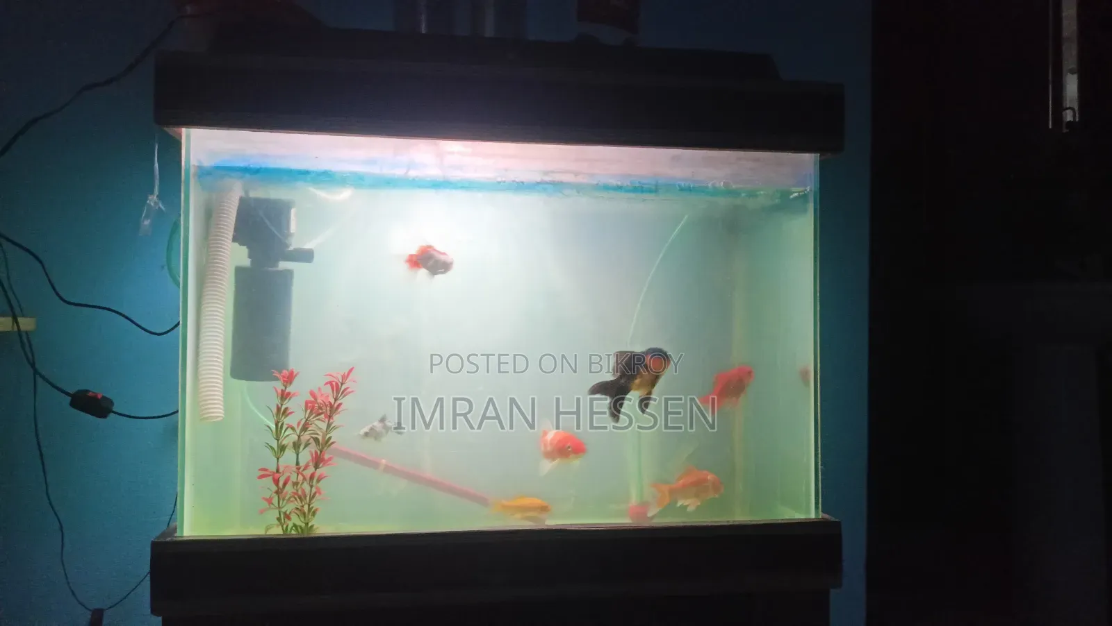 Aquarium Tank with fish