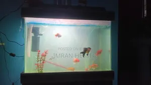 Aquarium Tank with fish