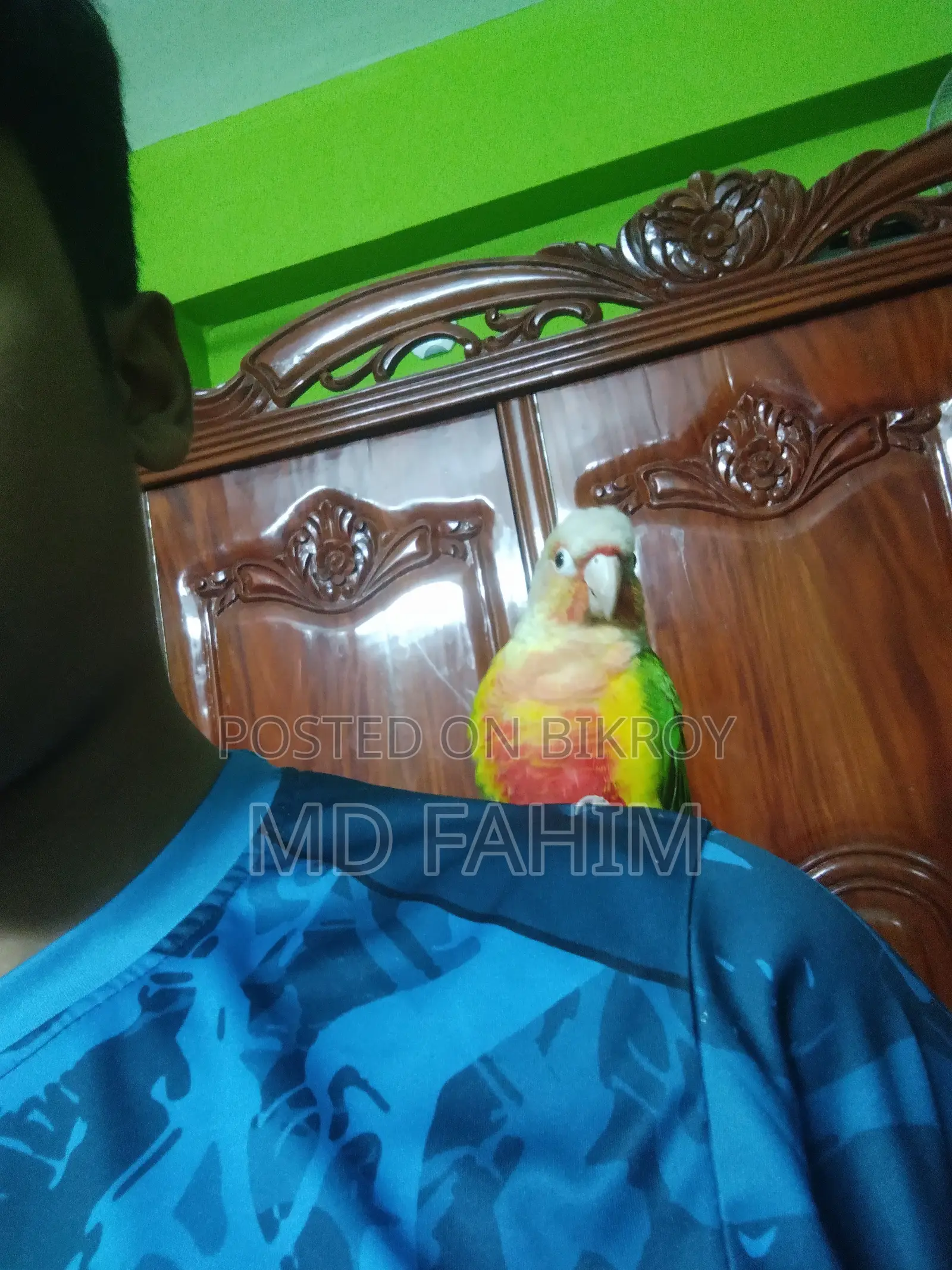 কুনুর পাখি