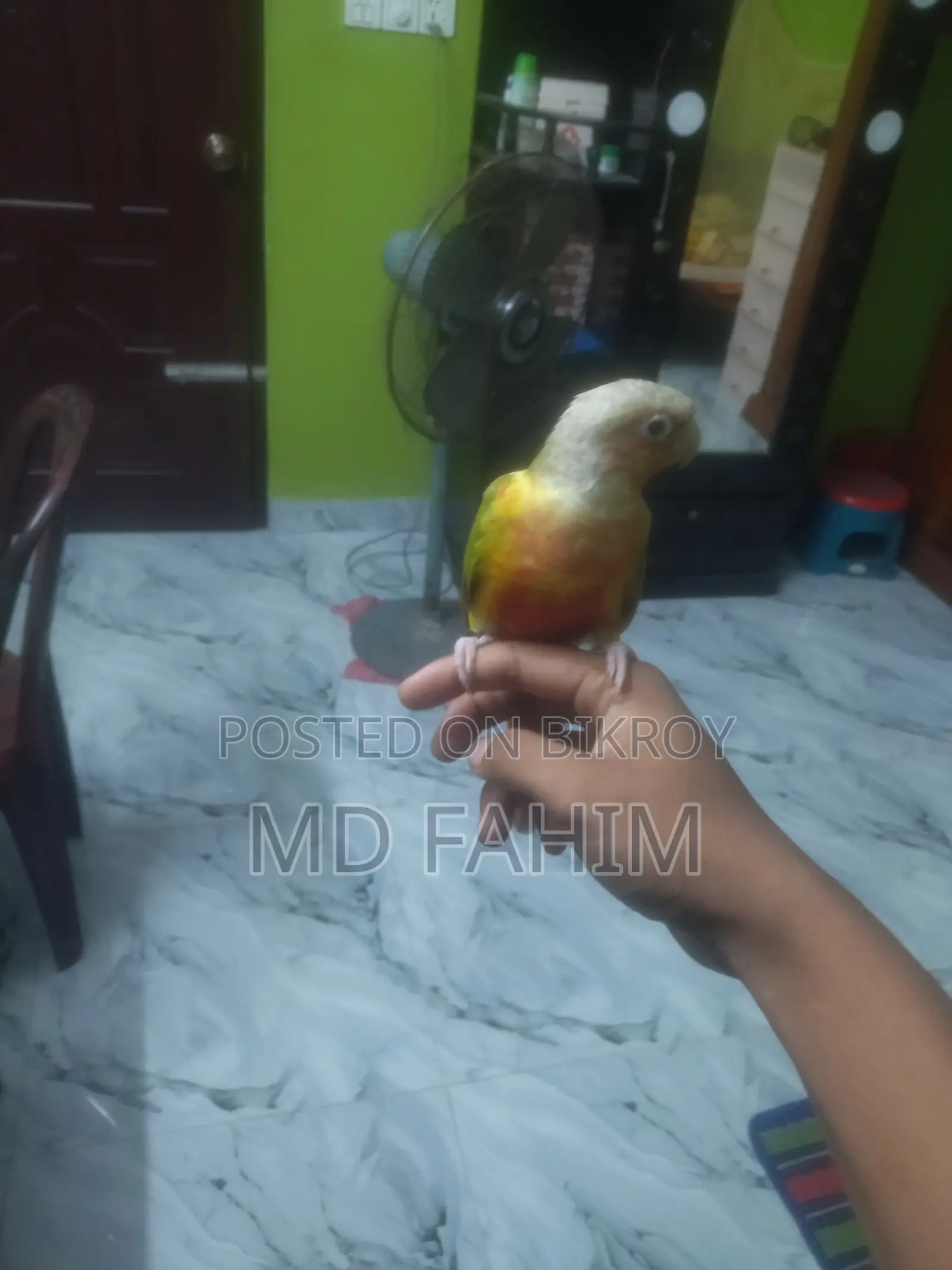 কুনুর পাখি