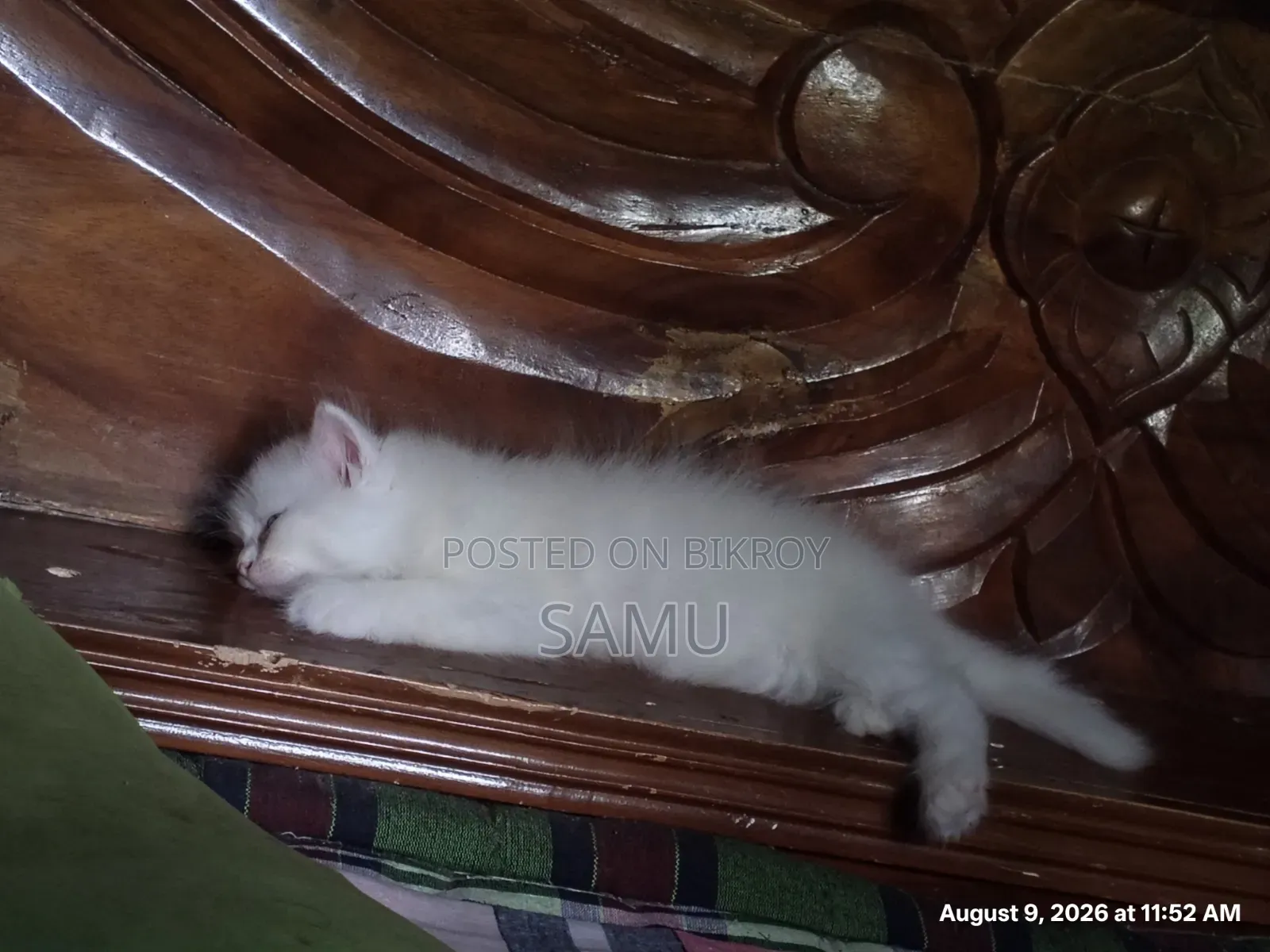1-3 months Female Purebred Persian