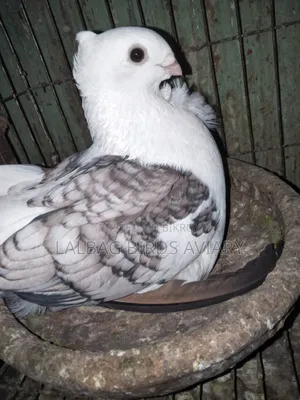 Active Male Pigeon for Sale.
