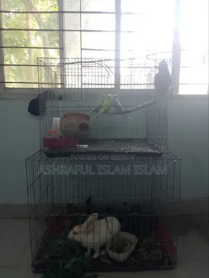 ৩টা এডাল্ড বাজারিগার(২টা ফিমেল+১টা মেল)+ ১টা ফিমেল এডাল্ট খরগোশ