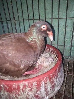 Danish Running Male Pigeon for Sale.