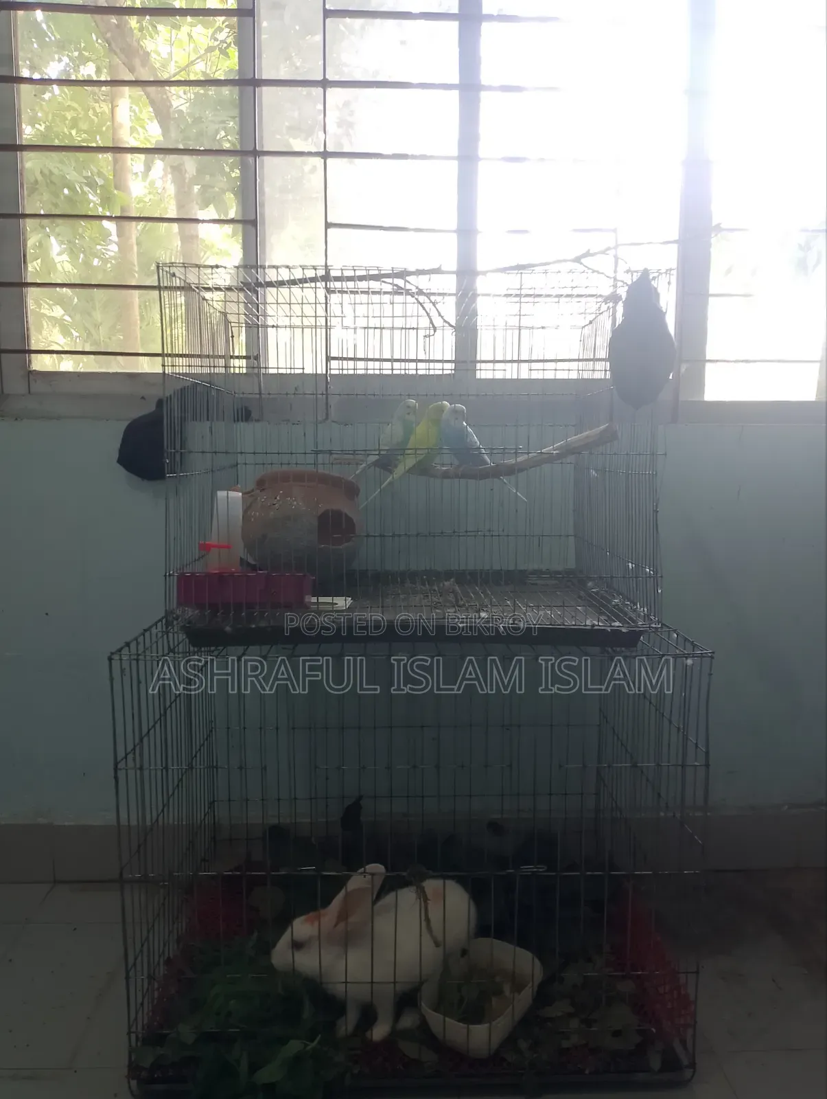 ৩টা এডাল্ড বাজারিগার(২টা ফিমেল+১টা মেল)+ ১টা ফিমেল এডাল্ট খরগোশ