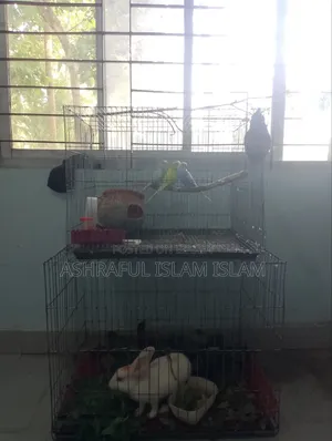 ৩টা এডাল্ড বাজারিগার(২টা ফিমেল+১টা মেল)+ ১টা ফিমেল এডাল্ট খরগোশ