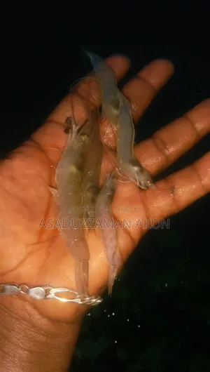 Harina Shrimp Sale