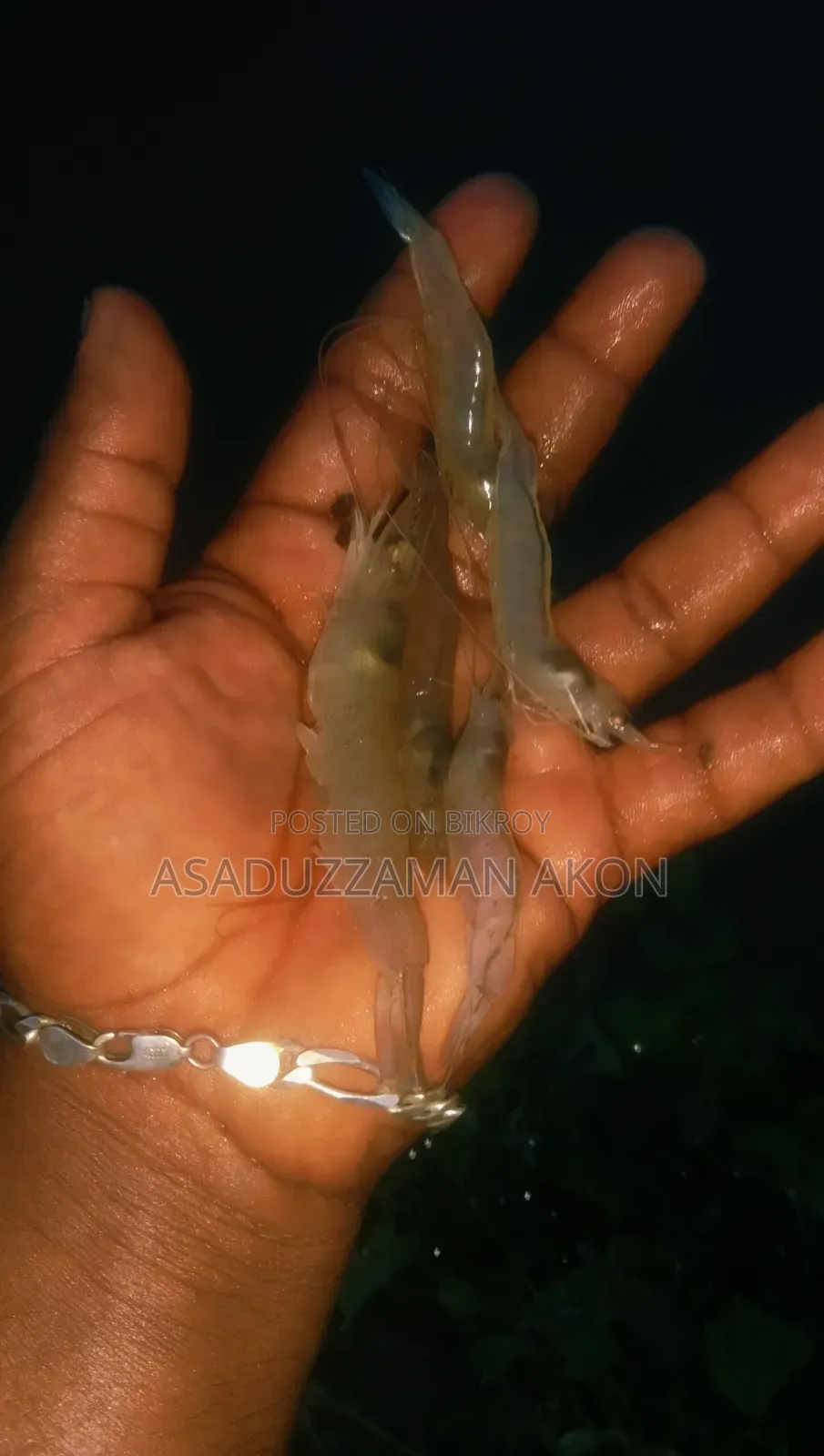 Harina Shrimp Sale