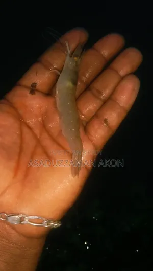 Harina Shrimp Sale
