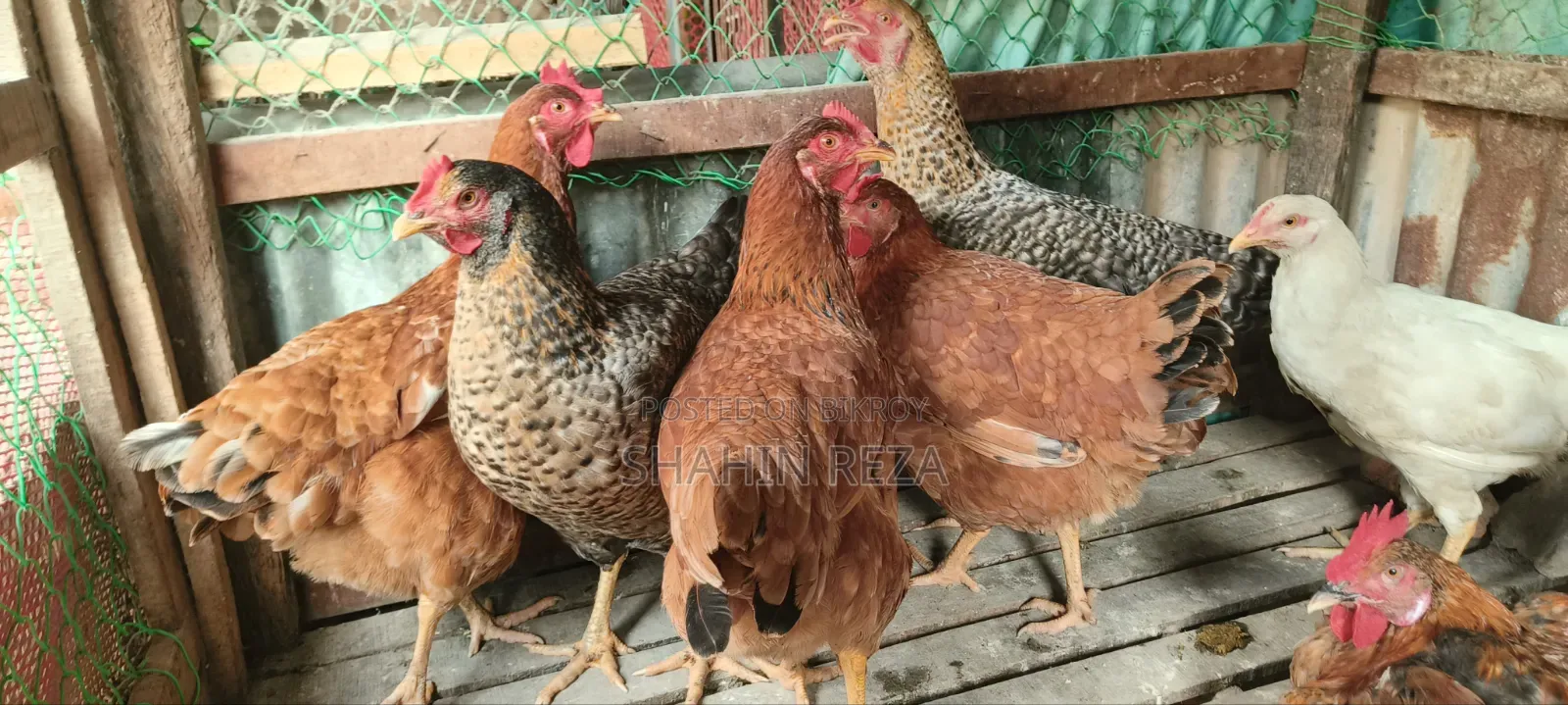Original Tiger chicken for sale, laying eggs.