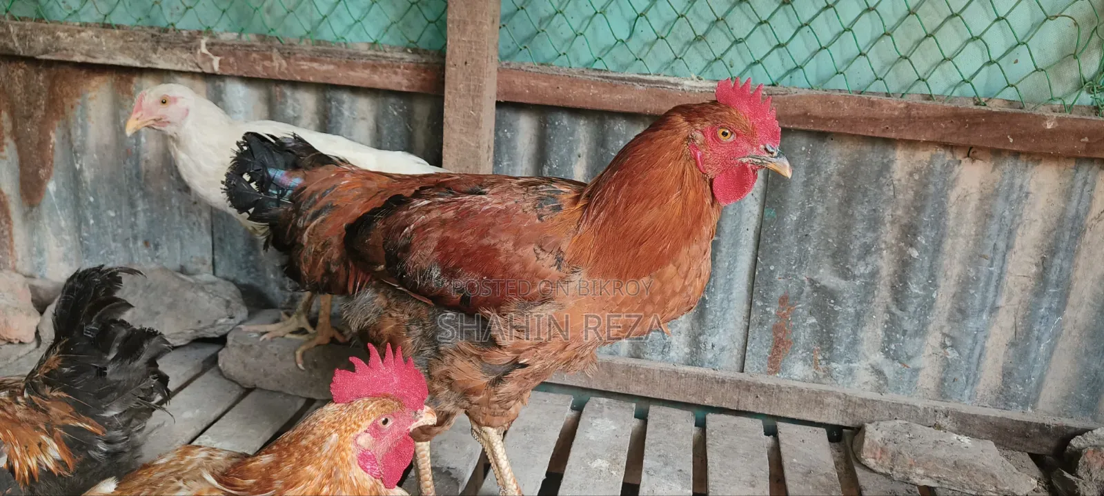 Original Tiger chicken for sale, laying eggs.