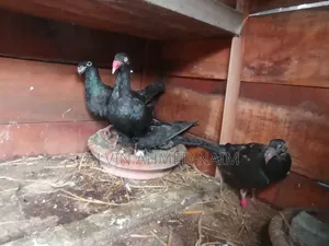 কবুতর বিক্রি করা হবে