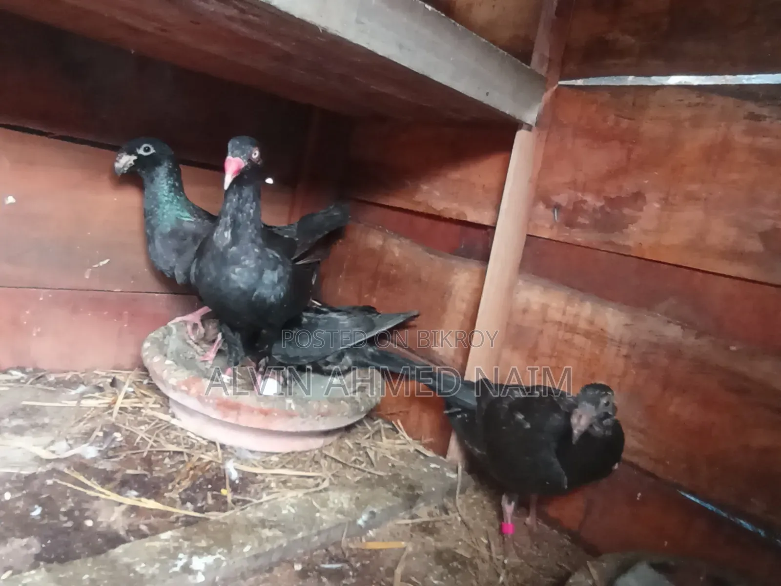 কবুতর বিক্রি করা হবে
